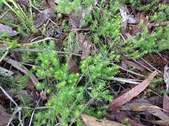 Acrotriche serrulata