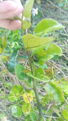 Solanum guineense