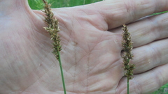 Carex elongata