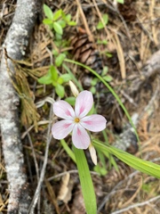 Phlox adsurgens