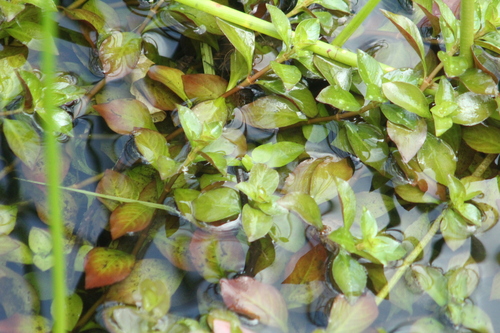 Ludwigia repens observed 2026-10-17