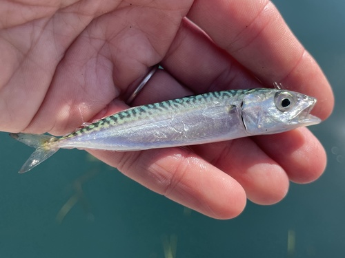 Scomber japonicus observed 2026-10-19