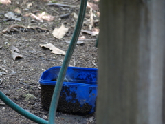 Petroica macrocephala