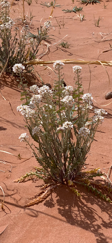 Touristplant