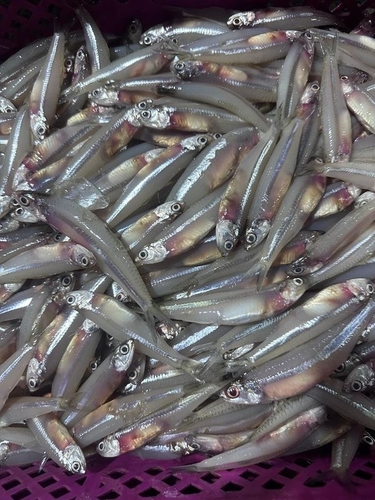 Stolephorus indicus observed 2026-10-20