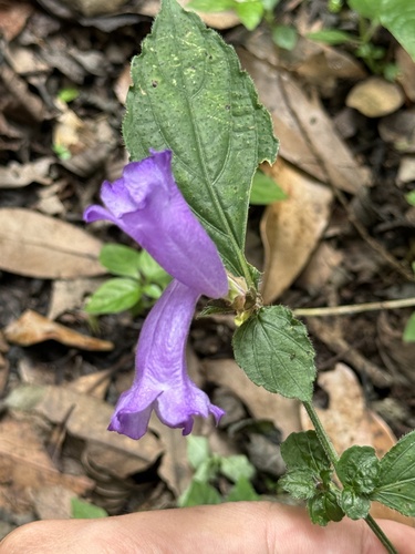 Strobilanthes observed 2026-10-19