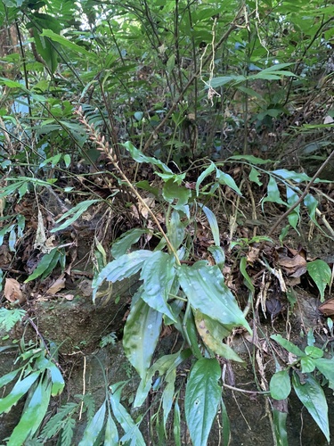Goodyera rubicunda observed 2026-10-20
