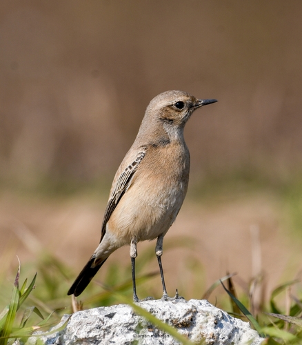 iNaturalist image