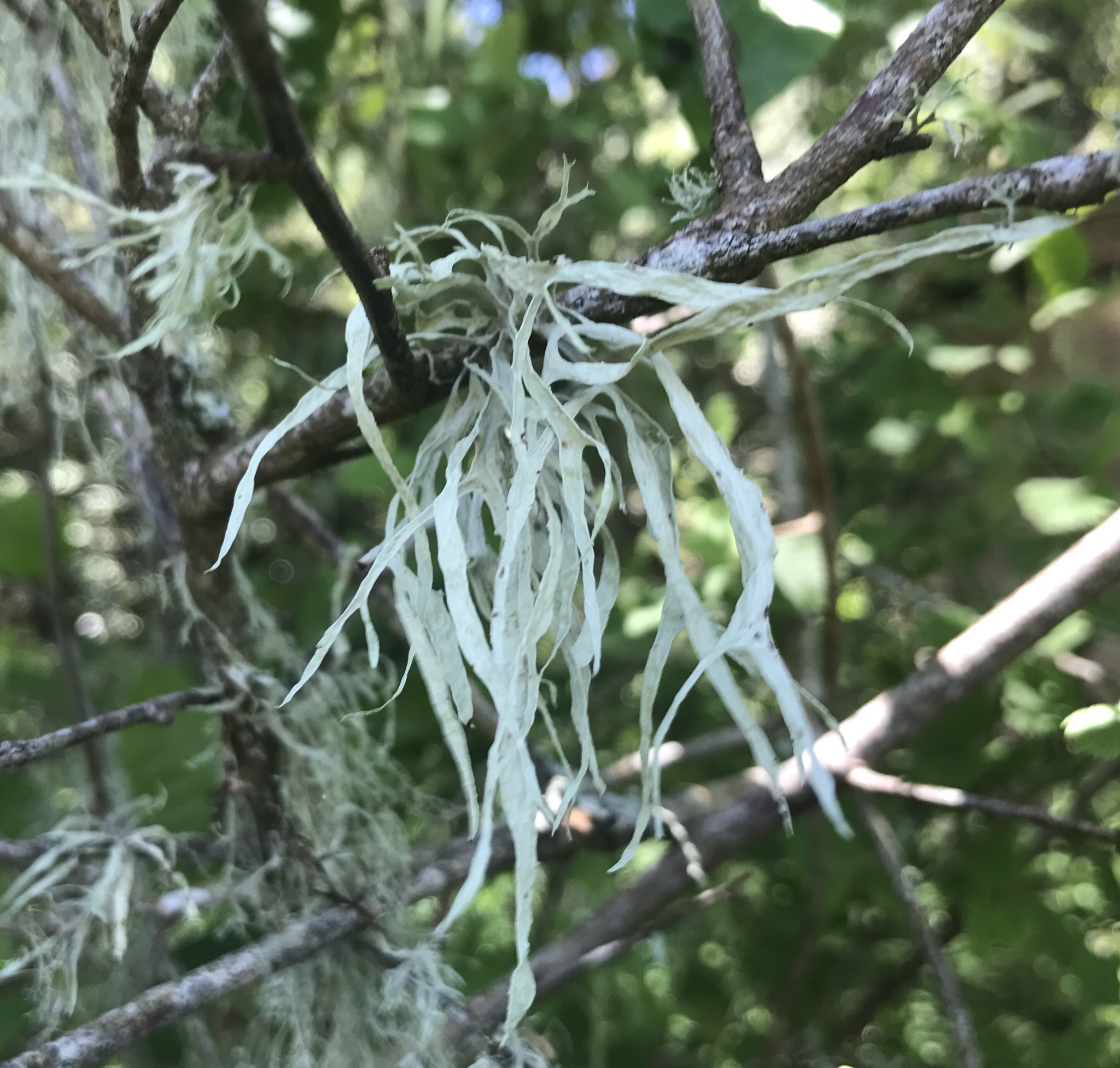 Ramalina image