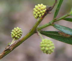 Acacia leprosa