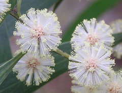 Acacia implexa