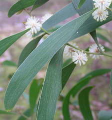 Acacia implexa
