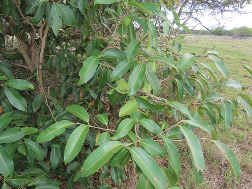 Syzygium cumini observed 2026-10-04