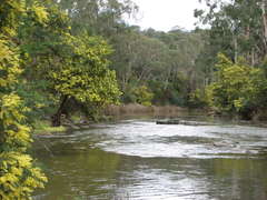 Acacia dealbata dealbata