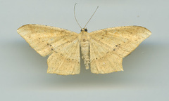 Krananda falcata