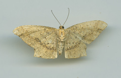Krananda falcata