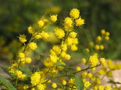 Acacia dealbata dealbata