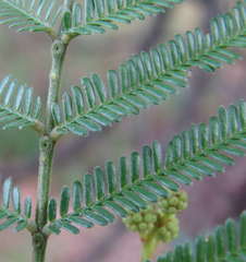 Acacia dealbata dealbata