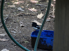 Petroica macrocephala