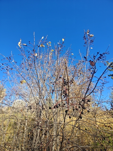 chokecherry photograph by the iNaturalist community