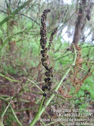 Phytolacca icosandra observed 2026-10-14