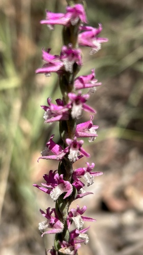 Spiranthes australis observed 2026-10-20