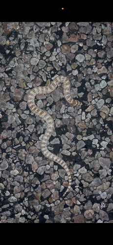 Chihuahuan Hook-nosed Snake