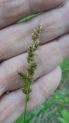 Carex elongata
