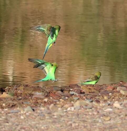 iNaturalist image