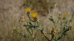 Centaurea pseudosinaica