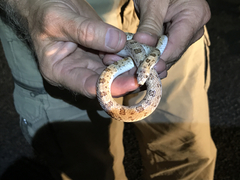 Phyllorhynchus decurtatus