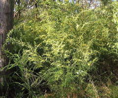 Acacia leprosa