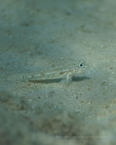 Coryphopterus observed 2026-10-13