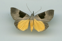 Dichromia sagitta
