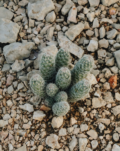 Whitecolumn Foxtail Cactus
