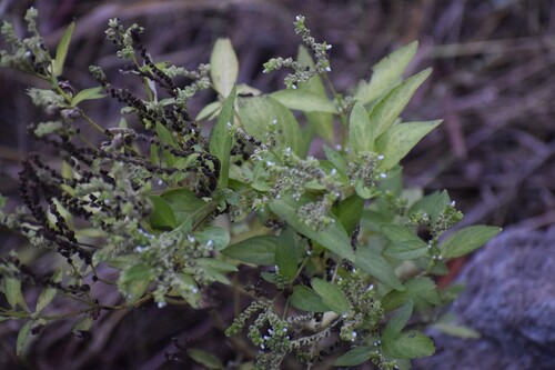Mitreola petiolata observed 2026-10-19