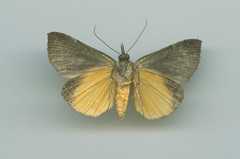 Dichromia sagitta