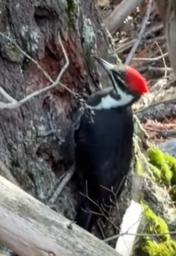 Pileated Woodpecker