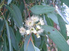 Eucalyptus rubida