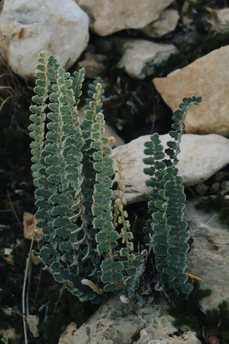 Hybrid Cloakfern