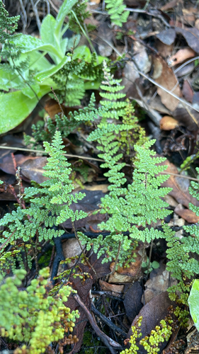 Myriopteris fendleri, 2026-10-18