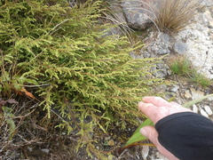 Lepidothamnus laxifolius