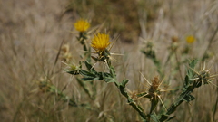 Centaurea pseudosinaica