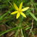 Tiny Star - Photo (c) guymer, some rights reserved (CC BY)