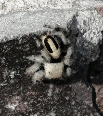 Phidippus tux