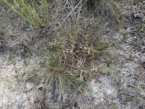 Gymnopogon ambiguus, 2026-10-19