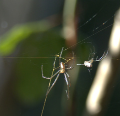 Leucauge dromedaria