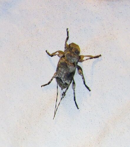 Sternidius mimeticus