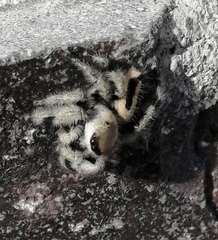 Phidippus tux