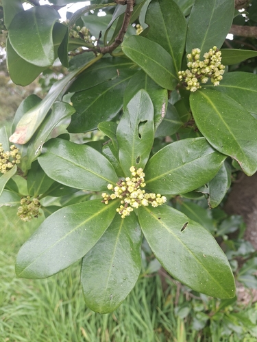 Corynocarpus laevigatus observed 2026-10-20